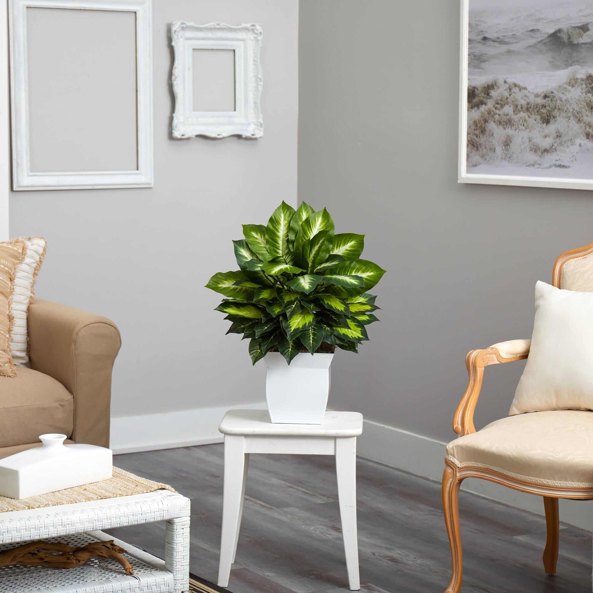 2ft. Golden Dumb Cane in Decorative White Metal Planter